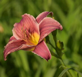 Denivka 'Little Missy' - Hemerocallis 'Little Missy'