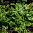 Čistec, bukvice lékařská 'Ukkie' - Stachys (Betonica) officinalis 'Ukkie'