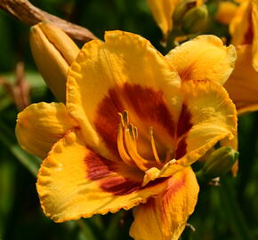 Denivka 'Fooled Me' - Hemerocallis 'Fooled Me'