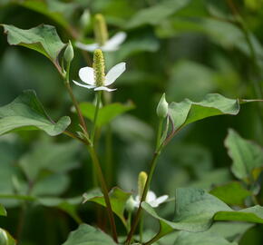 Touleň srdčitá - Houttuynia cordata