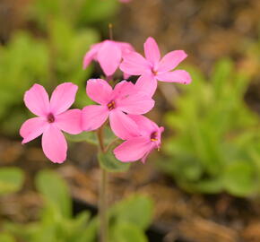 Plamenka 'Home Fires' - Phlox stolonifera 'Home Fires'