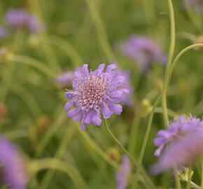 Hlaváč fialový 'Butterfly Blue' - Scabiosa columbaria 'Butterfly Blue'