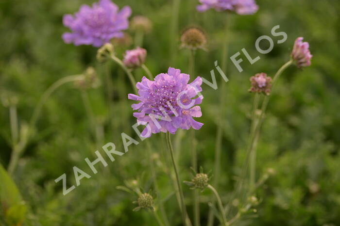 Hlaváč fialový 'Flutter Deep Blue' - Scabiosa columbaria 'Flutter Deep Blue'