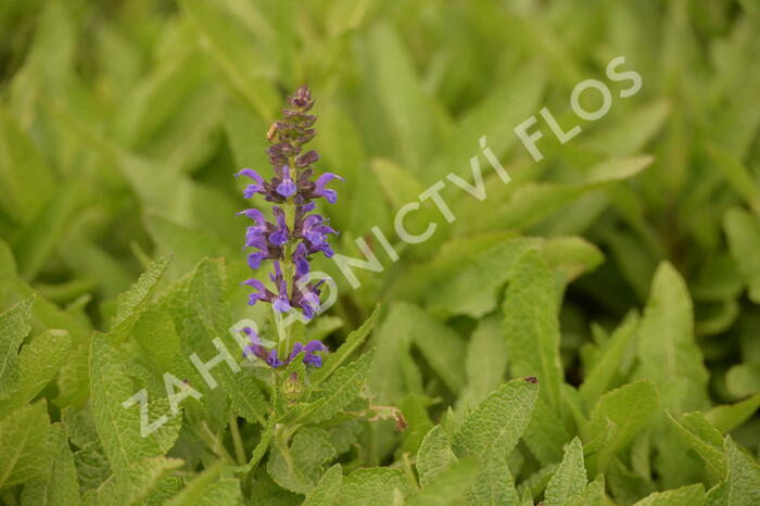 Šalvěj hajní 'Marcus' - Salvia nemorosa 'Marcus'