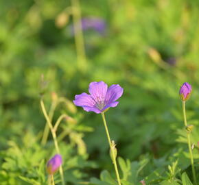 Kakost 'Nimbus' - Geranium collinum 'Nimbus'