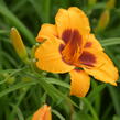 Denivka 'Black Eyed Susan' - Hemerocallis 'Black Eyed Susan'