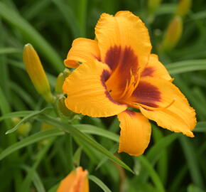 Denivka 'Black Eyed Susan' - Hemerocallis 'Black Eyed Susan'