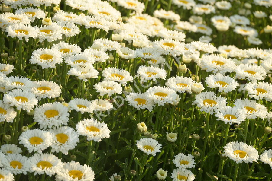 Kopretina největší 'Real Neat' - Leucanthemum maximum 'Real Neat'