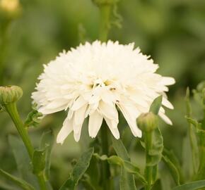 Kopretina velkokvětá 'Fiona Coghill' - Leucanthemum x superbum 'Fiona Coghill'