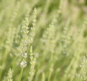 Levandule prostřední 'Edelweiss' - Lavandula intermedia 'Edelweiss'