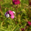 Hvozdík vousatý 'Dash Mix' - Dianthus barbatus 'Dash Mix'