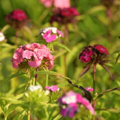 Hvozdík vousatý 'Dash Mix' - Dianthus barbatus 'Dash Mix'