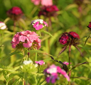 Hvozdík vousatý 'Dash Mix' - Dianthus barbatus 'Dash Mix'