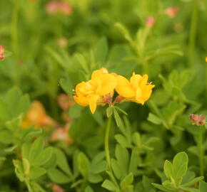 Štírovník růžkatý 'Pleniflorus' - Lotus corniculatus 'Pleniflorus'