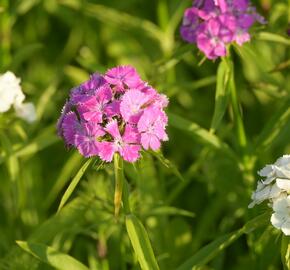 Hvozdík vousatý 'Bodestolz Mix' - Dianthus barbatus 'Bodestolz Mix'