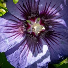 Ibišek syrský 'Ultramarine' - Hibiscus syriacus 'Ultramarine'