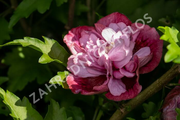 Ibišek syrský 'Nolwenn' - Hibiscus syriacus 'Nolwenn'