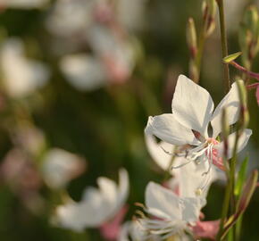 Svíčkovec 'White Dove' - Gaura lindheimeri 'White Dove'