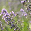 Levandule úzkolistá 'Munstead' - Lavandula angustifolia 'Munstead'