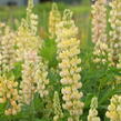 Lupina mnoholistá 'Lupini Yellow' - Lupinus polyphyllus 'Lupini Yellow'