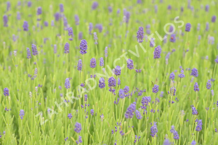 Levandule 'Thumbelina' - Lavandula angustifolia 'Thumbelina'