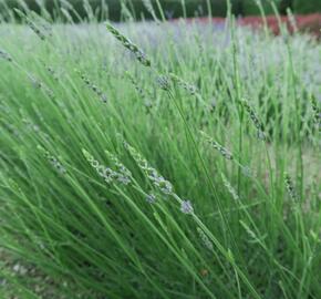 Levandule prostřední 'Grosso' - Lavandula intermedia 'Grosso'