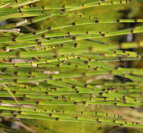 Přeslička zimní - Equisetum hyemale