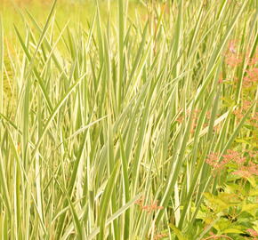 Puškvorec obecný 'Variegatus' - Acorus calamus 'Variegatus'