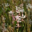 Svíčkovec 'Short Form White' - Gaura lindheimeri 'Short Form White'