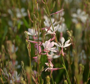 Svíčkovec 'Short Form White' - Gaura lindheimeri 'Short Form White'