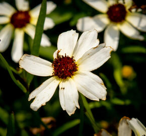 Krásnoočko přeslenité 'Fool's Gold' - Coreopsis verticillata 'Fool's Gold'