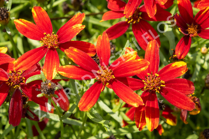 Krásnoočko přeslenité 'Ladybird' - Coreopsis verticillata 'Ladybird'