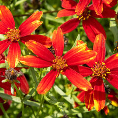 Krásnoočko přeslenité 'Ladybird' - Coreopsis verticillata 'Ladybird'