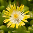 Kosmatec Cooperův 'Yellow' - Delosperma cooperi 'Yellow'