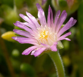 Kosmatec Cooperův 'Pink' - Delosperma cooperi 'Pink'