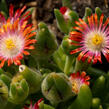 Kosmatec Cooperův 'Red' - Delosperma cooperi 'Red'