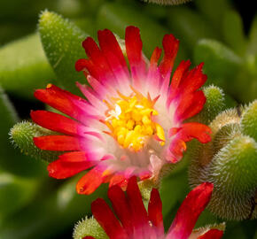 Kosmatec Cooperův 'Red' - Delosperma cooperi 'Red'