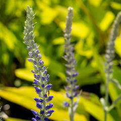 Rozrazil klasnatý 'Spitzentraum' - Veronica spicata 'Spitzentraum'