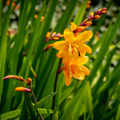 Křešina, montbrécie 'Columbus' - Crocosmia 'Columbus'