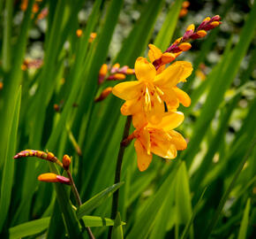 Křešina, montbrécie 'Columbus' - Crocosmia 'Columbus'