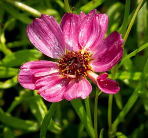 Krásnoočko přeslenité ' Ruby Red' - Coreopsis verticillata' Ruby Red'