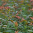 Tavolník japonský 'Magnum Rose' - Spiraea japonica 'Magnum Rose'