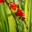 Křešina, montbrécie 'Constance' - Crocosmia 'Constance'