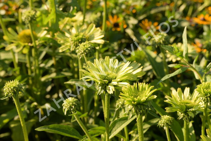 Třapatkovka nachová 'Green Jewel' - Echinacea purpurea 'Green Jewel'