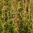 Agastache 'Fleur' - Agastache hybrida 'Fleur'