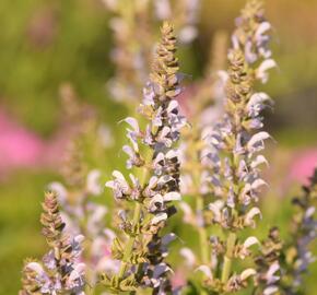 Šalvěj hajní 'Crystal Blue' - Salvia nemorosa 'Crystal Blue'