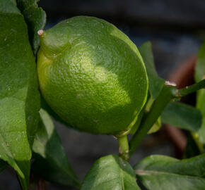 Citroník limonový (pravý) - Citrus limone