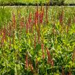 Rdesno objímavé 'Orange Field' - Bistorta amplexicaulis 'Orange Field'