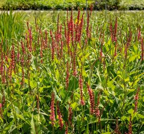 Rdesno 'Orange Field' - Bistorta amplexicaulis 'Orange Field'