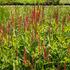 rdesno-orange-field.jpg